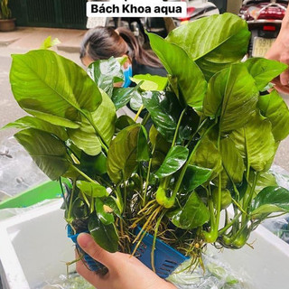 Cây Ráy Trung thủy sinh