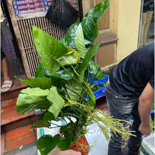 Cây Ráy Trung thủy sinh