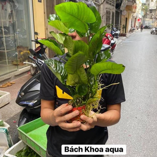 Cây Ráy Trung thủy sinh