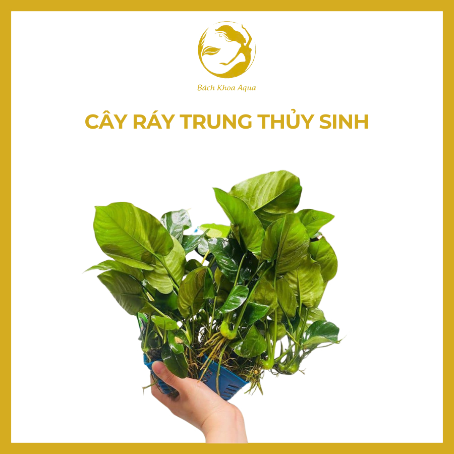 Cây Ráy Trung thủy sinh