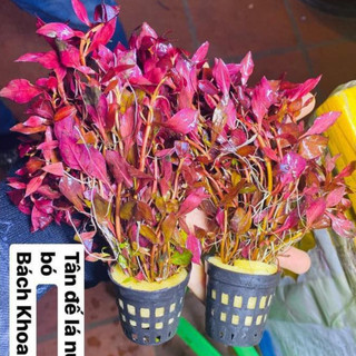 Cây tân đế lá nước thủy sinh