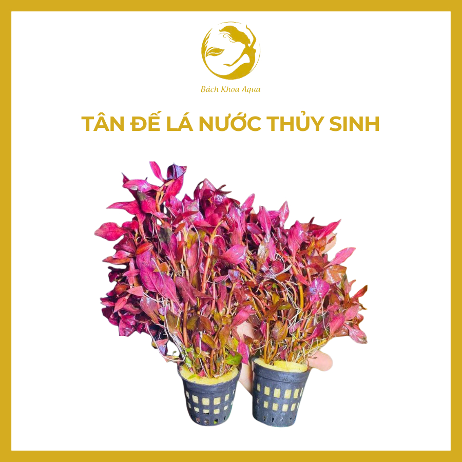 Cây tân đế lá nước thủy sinh
