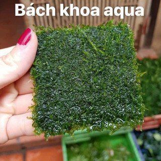 Rêu Mini Taiwan thủy sinh