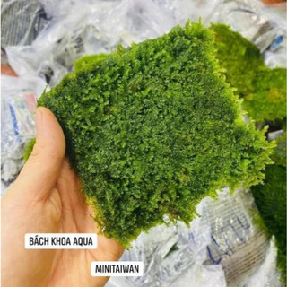 Rêu Mini Taiwan thủy sinh