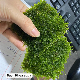 Rêu Mini Taiwan thủy sinh