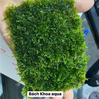 Rêu Mini Taiwan thủy sinh