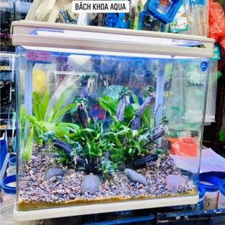 Bể CR Q3380 - Bể đúc nguyên khối, sẵn đèn, máy sủi
