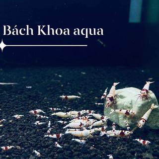 Đá khoáng Nhật Bản Montmorillonit - Bổ sung khoáng cho bể cá thủy sinh