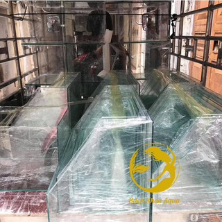 Bể bán cạn kính 5 Việt Nhật kích thước 35cm