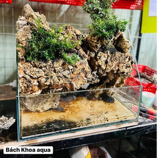 Bể bán cạn kính 5 Việt Nhật kích thước 35cm