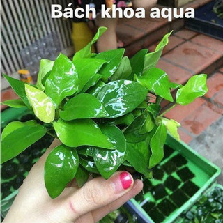 Cây thủy sinh - Ráy lá vàng