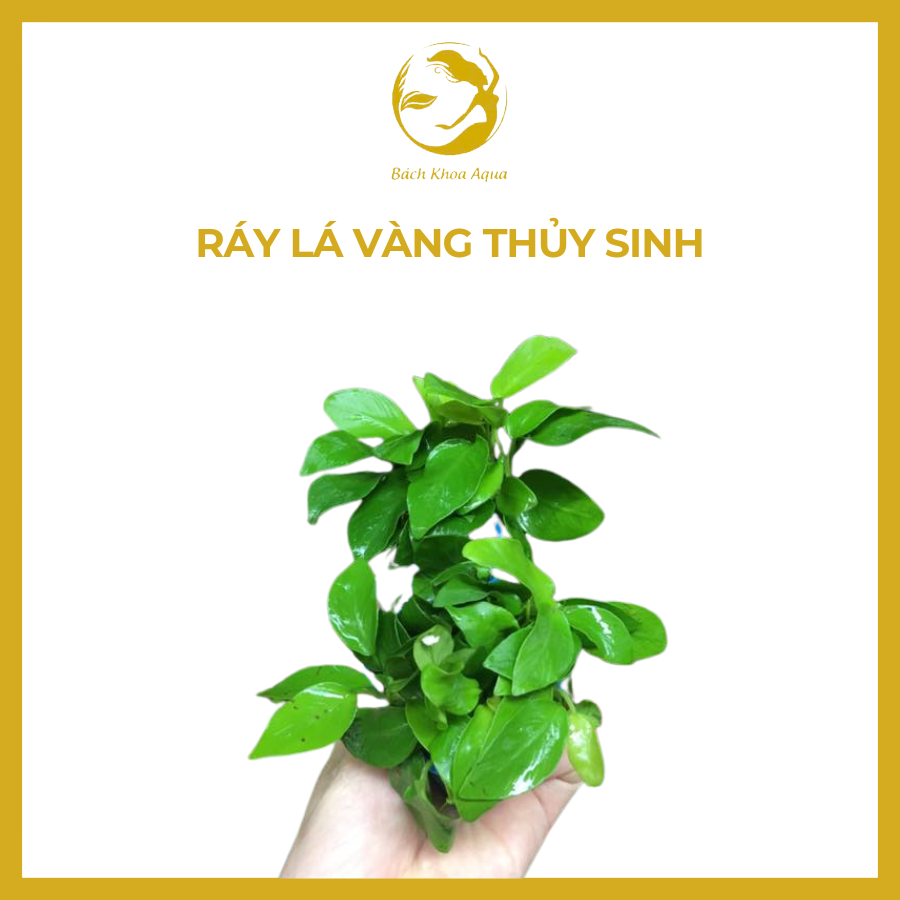 Cây thủy sinh - Ráy lá vàng