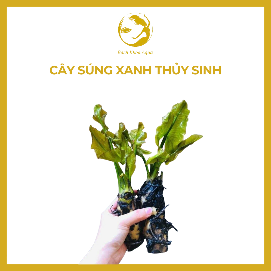 Cây thủy sinh - Súng xanh