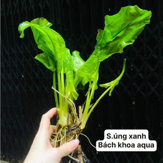 Cây thủy sinh - Súng xanh