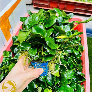 Cây Ráy lá tròn thủy sinh