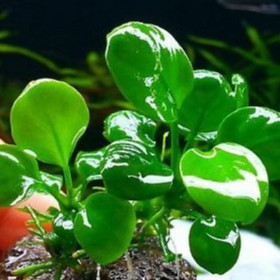 Cây Ráy lá tròn thủy sinh