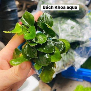 Cây Ráy lá tròn thủy sinh