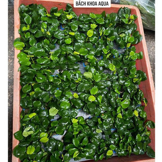 Cây Ráy lá tròn thủy sinh