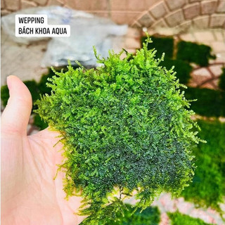 Rêu Wepping thủy sinh