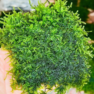 Rêu Wepping thủy sinh