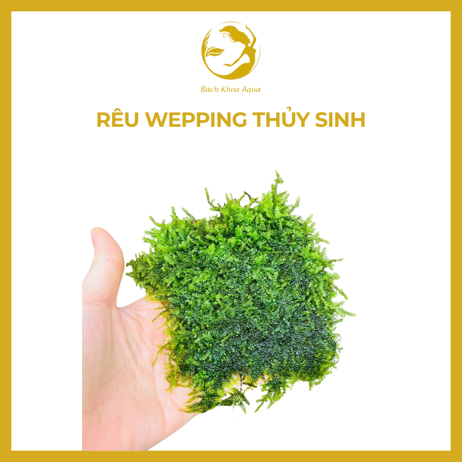 Rêu Wepping thủy sinh