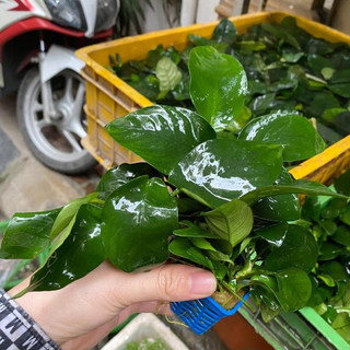 Cây thủy sinh - Ráy thường