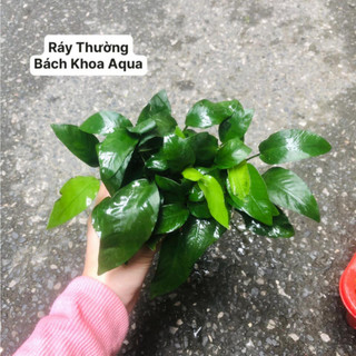 Cây thủy sinh - Ráy thường