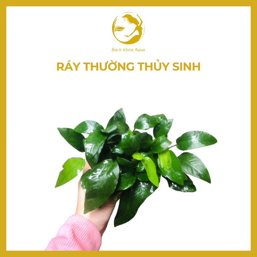 Cây thủy sinh - Ráy thường