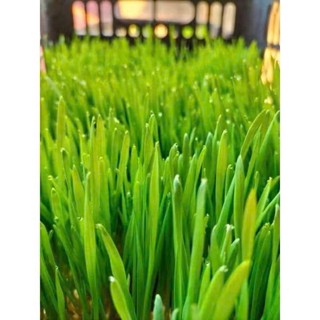  Cỏ tươi cho mèo chống búi lông giúp bé tiêu hóa tốt thơm miệng giảm stress 