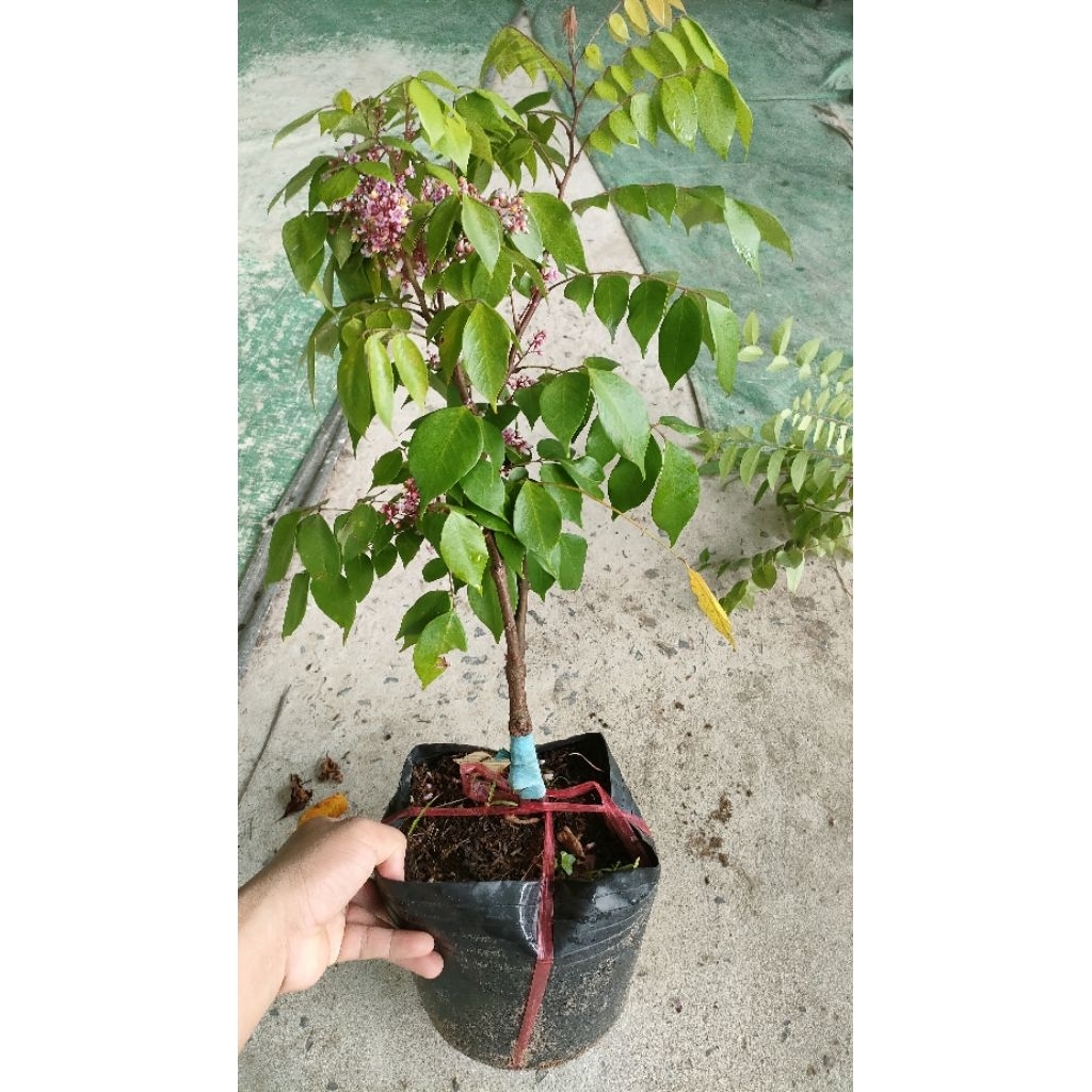Chậu cây Khế Ngọt chưa ra có hoa ( cao 40-60cm )