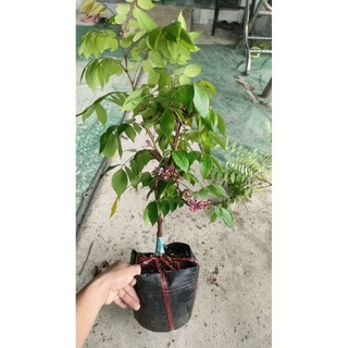 Chậu cây Khế Ngọt chưa ra có hoa ( cao 40-60cm )