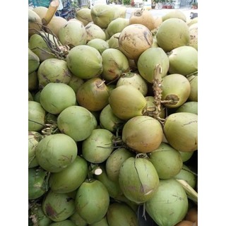 2 Trái  Dừa khô Bến Tre nhà trồng