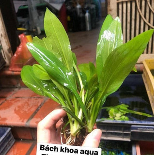 Cây thanh đản thủy sinh
