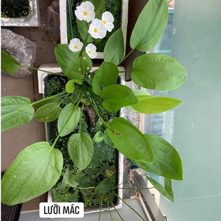 Cây thủy sinh - Lưỡi Mác