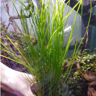 Cây thủy sinh - Cỏ Cọp