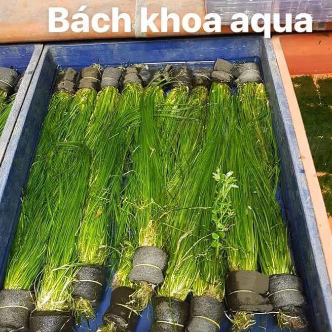 Cây thủy sinh - Cỏ Cọp