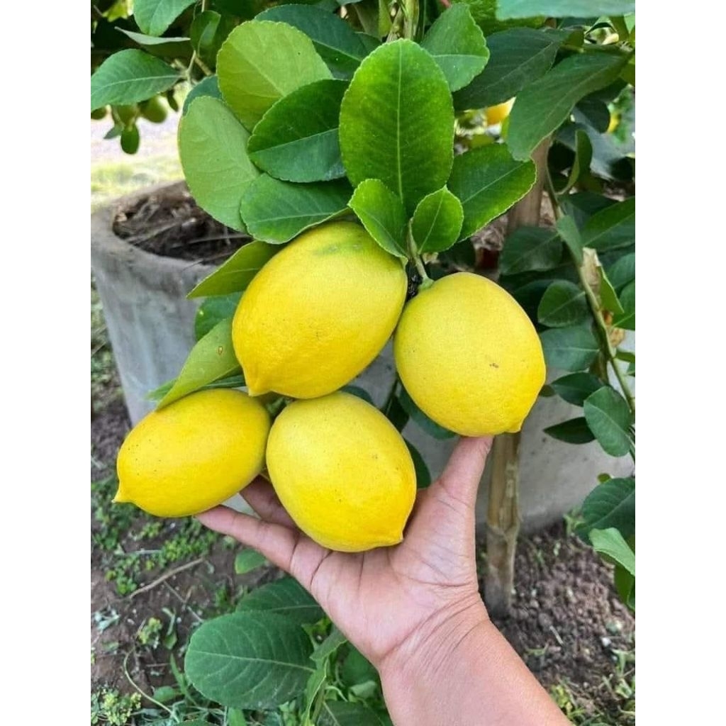cây giống chanh mỹ vàng