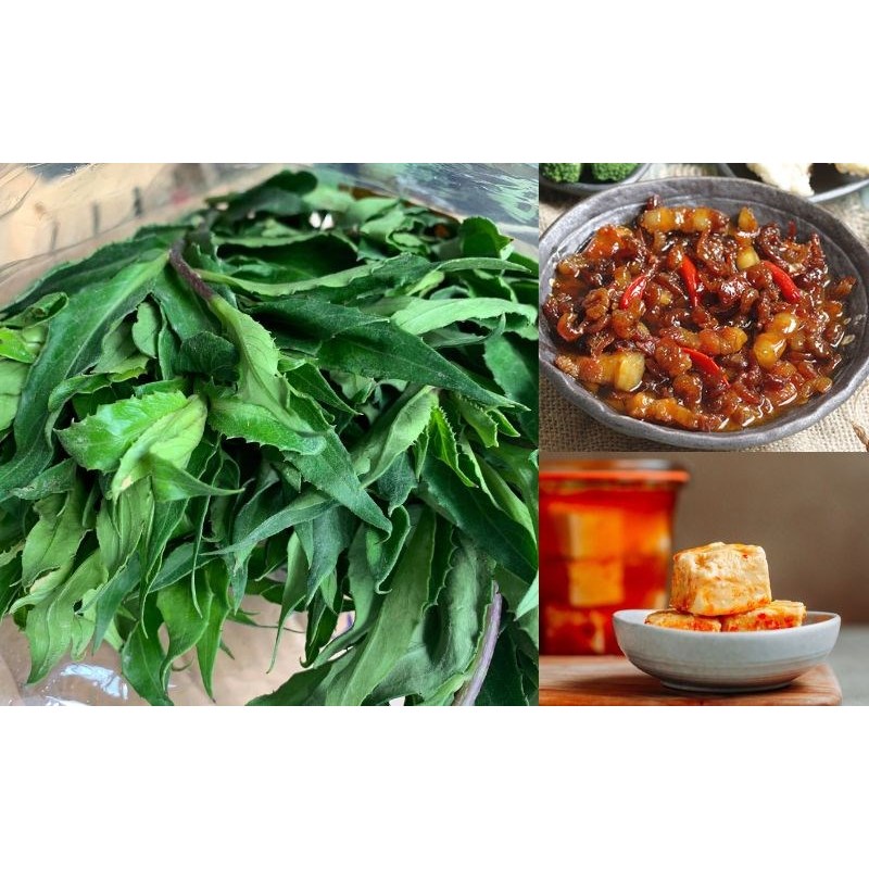 Combo 5 Cây Giống Rau Rừng – Rau Lủi Rừng, Rau Lỗ Bình & Cây Bầu Đất – Rau Sạch, Dễ Trồng