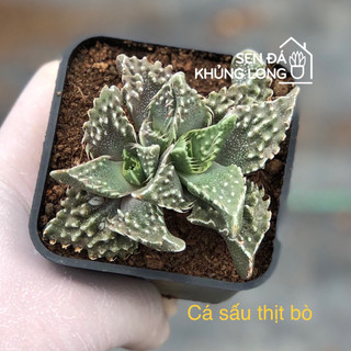 Sen đá đồng  giá 50k