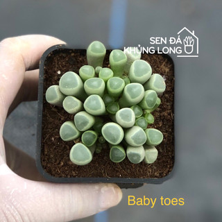Sen đá đồng  giá 50k