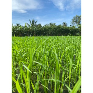 RA RỄ NỞ BỤI LÚA CHAI 1 LÍT. Phân bón vi lượng cho cây lúa