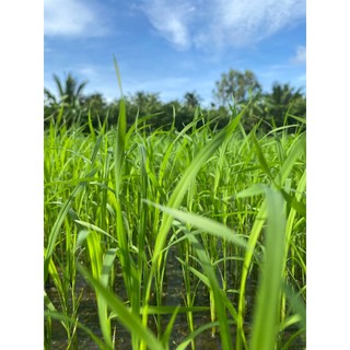 RA RỄ NỞ BỤI LÚA CHAI 1 LÍT. Phân bón vi lượng cho cây lúa