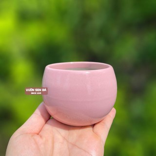 Chậu sứ hạt dẻ trơn mini 8x7cm - Vườn sen đá