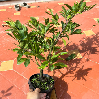  Cây mai cúc thọ hương hoa thơm 36 cánh - bonsai gốc ghép size trun 