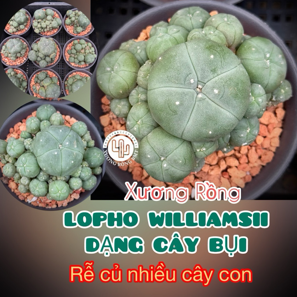 1 cây xương rồng Lopho will size 7cm-8cm rễ chính chủ , gửi cây đẹp ngẫu nhiên