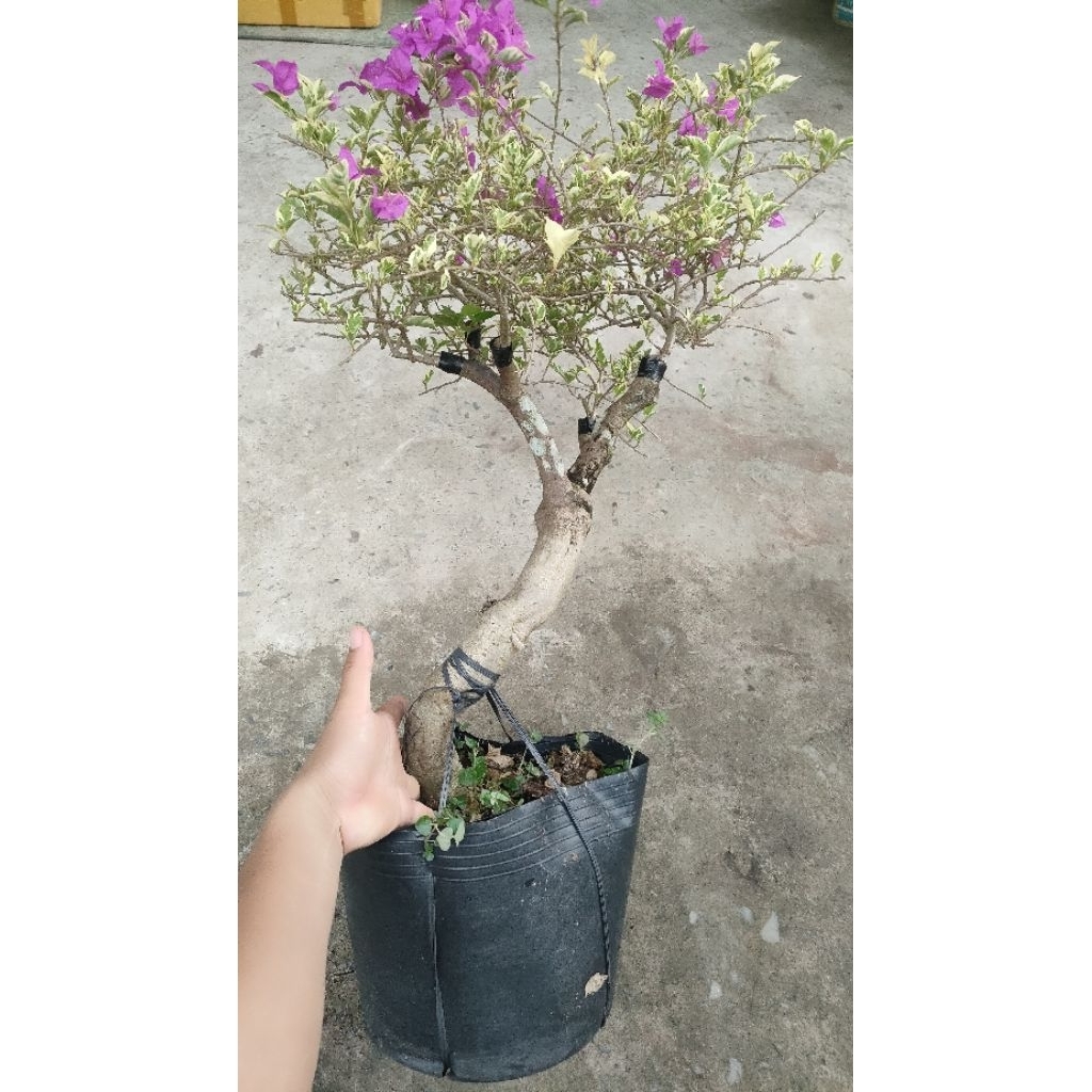Chậu hoa giấy cẩm thạch cao 60cm