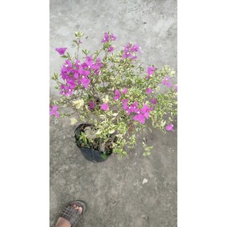 Chậu hoa giấy cẩm thạch cao 60cm