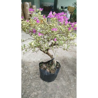 Chậu hoa giấy cẩm thạch cao 60cm