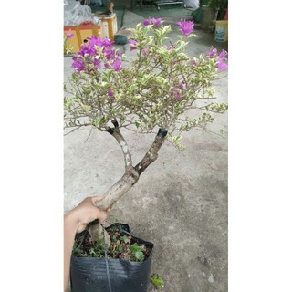 Chậu hoa giấy cẩm thạch cao 60cm