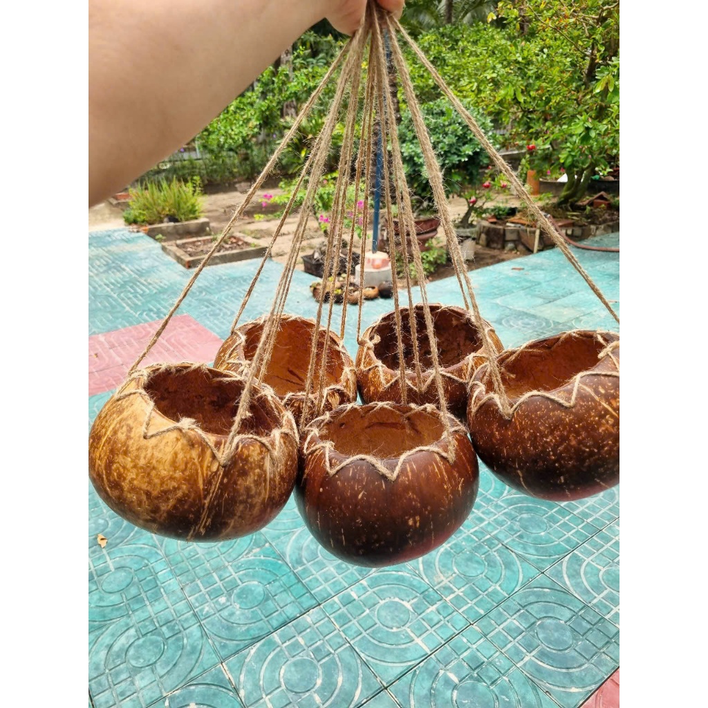 Combo 5 Chậu gáo dừa thoa dầu, có dây treo, có đan miệng trang trí. Dùng trồng lan, sen đá, mười giờ....
